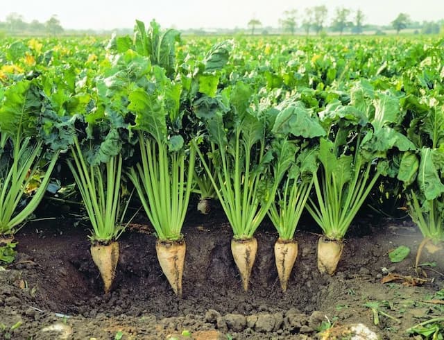 Root Vegetables